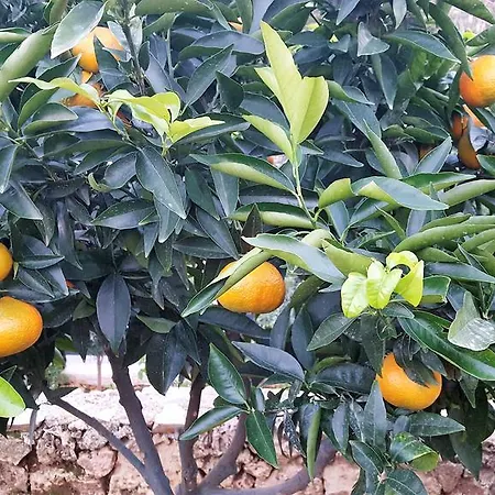 Szálloda Le Chardon Bleu Sainte-Maxime