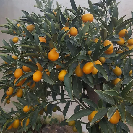 Le Chardon Bleu Отель