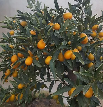 ホテル Le Chardon Bleu