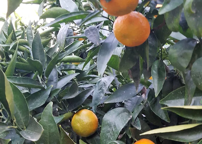 Le Chardon Bleu 3* Sainte-Maxime